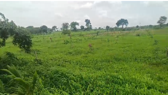 1.30 Acres Mango Garden Land for sale in Kondapaka Siddipet 