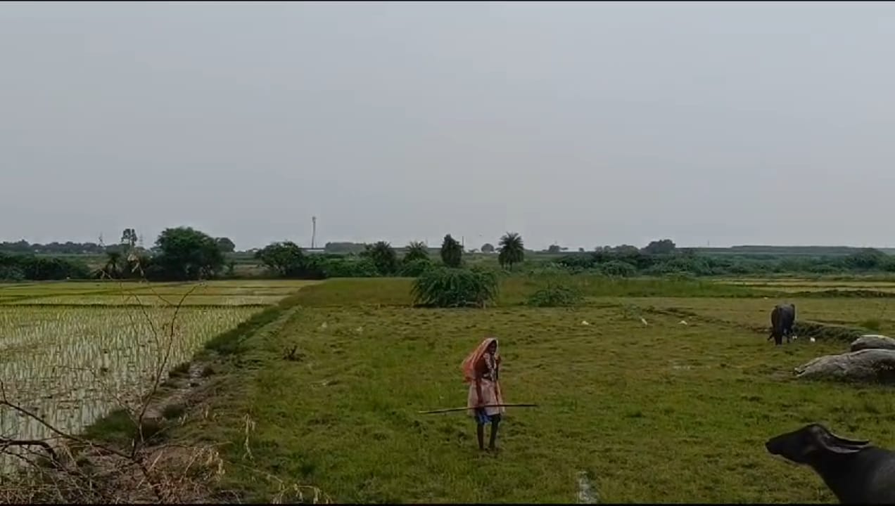 Agriculture Farm Land For Sale at Thummilla - Gadwal District