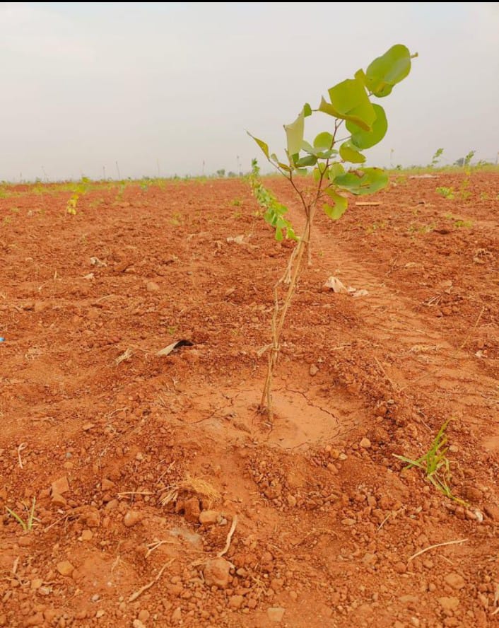 Red sandalwood agriculture lands for sale at Gangapalem, yerragondapalem