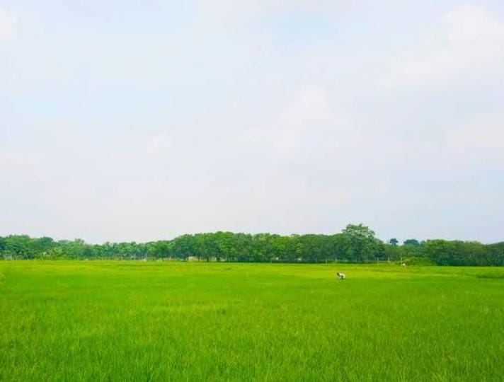 Agriculture land for sale (vari pellam) near Kondapochamma sagar Reservoir